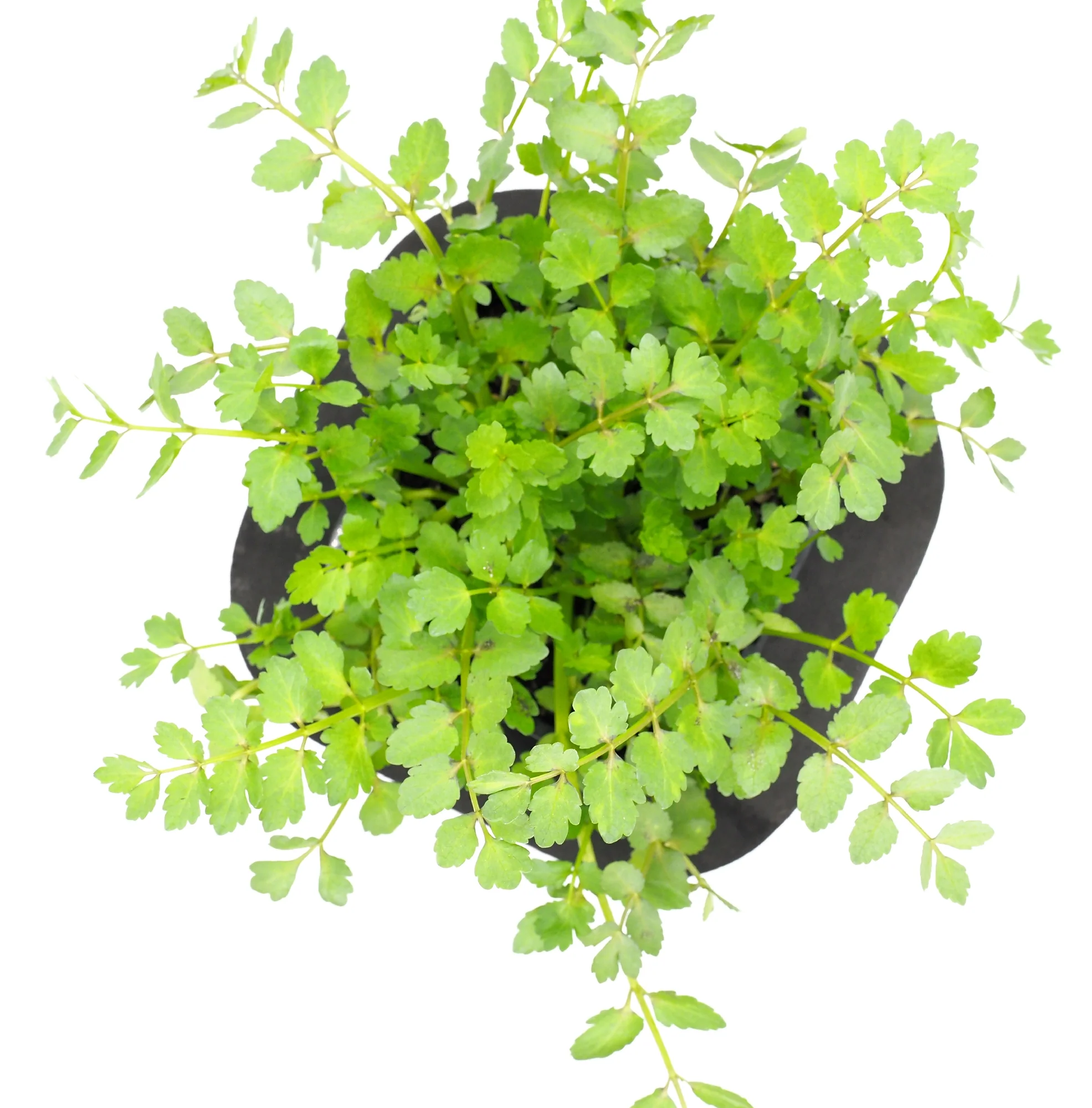 Shop our Range of Filtering Pond Plants