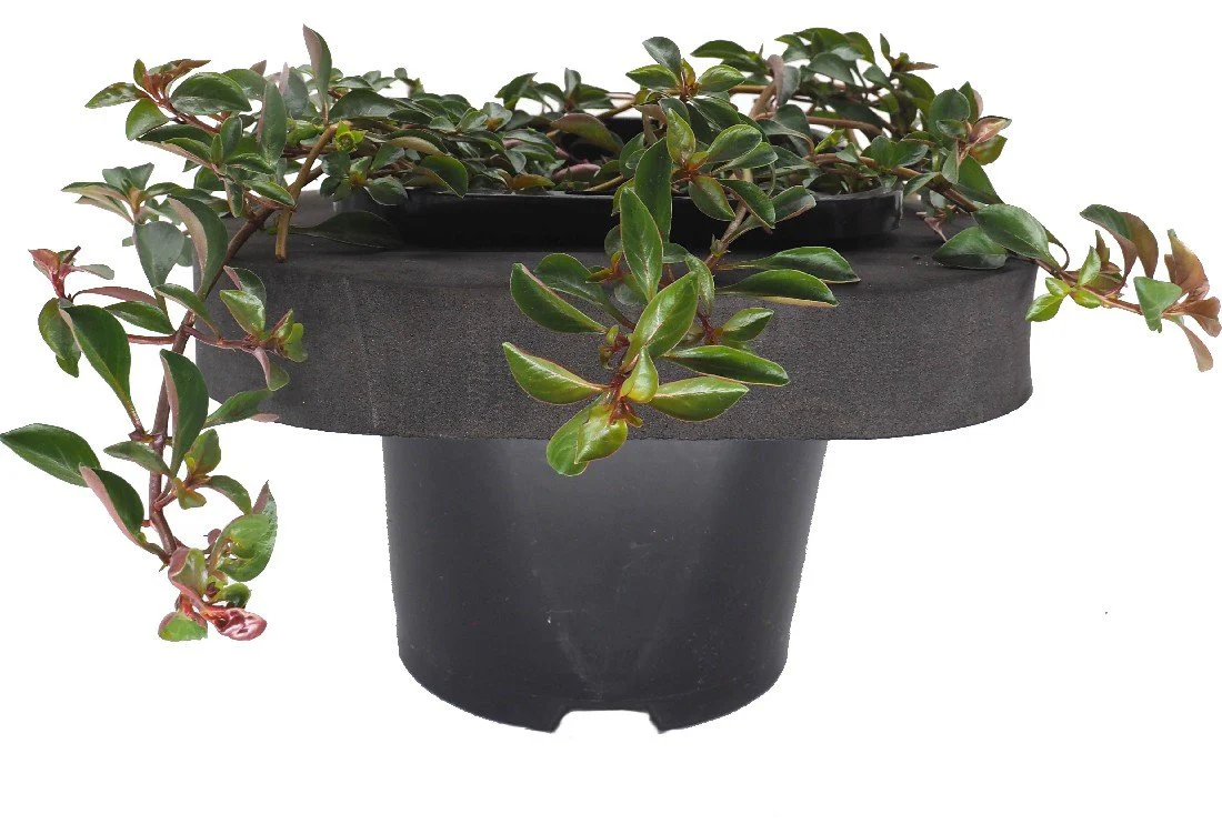 Shop our Range of Oxygenating Pond Plants